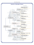 Thomure Pedigree